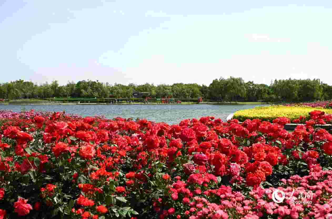 چینی؛ صنعتی سبز که برای نان‌یانگ ثروت می‌آفریند 1