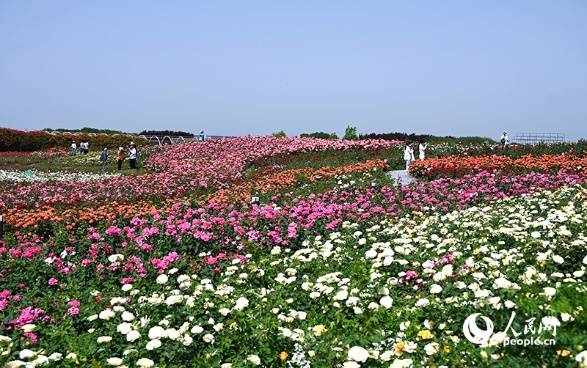 رز چینی؛ صنعتی سبز که برای نان‌یانگ ثروت می‌آفریند